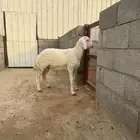 للبيع حري مغلق