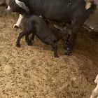 ماعزا تحته 3 ماعزا طيب للبيع