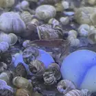 ربيان شفافي شبحيghost transparent shrimp
