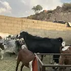 فحل للبيع عالسوم