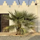 نخل أمريكي للبيع