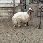 خرفان نعيم جذعان