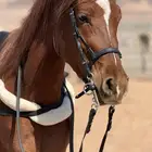 فرس شعبيه شيخهه