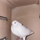 حمام للبيع
