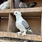 السلام عليكم ورحمة الله وبركاته جوز حمام حب رمان الحد 70