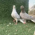 حمام قرقاطي