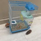 هامستر للبيع لعوبين جدا وينتجون بسرعه مع جميع مستلزماته