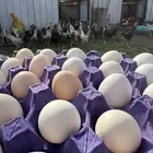بيض دجاج بلدي عضوي ( ام الحمام
