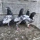 طبه تيدي