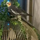 طائر كناري للبيع