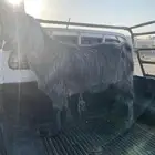تيس فحل كفو
