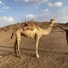رحول ابل