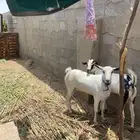 تيوس اضاحي