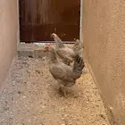 دجاج عربي