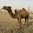 جمل ساحلي