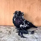 تم البيع طبه تايقر وسبلاش