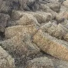 تبن قمح ممطور السعر