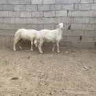 طليان
