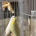 انثى بادجي للبيع (طيور حب)
