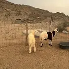 العدد 2 راس طلي حري وسواكن