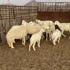 ضان للبيع