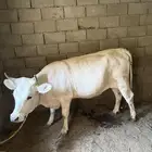 بقرة المانية للبيع لحم