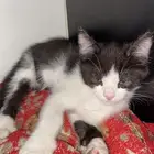 قطط للتبني