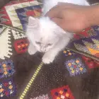 قط شيرازي
