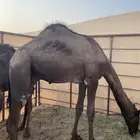 ابل
