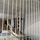 زوج كروان. مع كامل أعرضهم بيع مستعجل