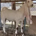 تيس وجفره مشاريع