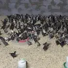 صيصان فيومي شرط صحه