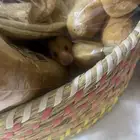 هامستر سوري   عمره شهر ونص وأليف مره