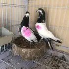 حمام باكستاني