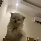 قطط صغيره للبيع