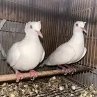 حمام ياكريم منتج دبل كرست ابيض صافي