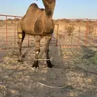 فحل اصفر ادبس
