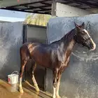 فرس شعبيه لقاح