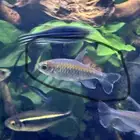 للبيع اسماك زينه كونقو تترا