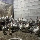 بيض فيومي ألمنيوم