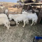 خرفان اضاحي حريات فاخرر(( تم البيييع ))
