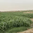 قصب اخضر للبيع