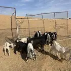 معزا متاويم عيالها ذبايح تم البيع