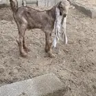 تيوس حجازي