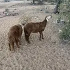 طليان سواكن