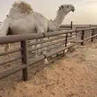 القعود للبيع