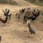 دجاج بلدي للبيع