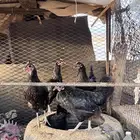 دجاج