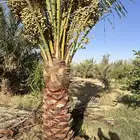 نخل صقعي مجدول إخلاص برحي سكري أشجار