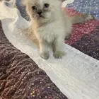 للبيع قطط هيمالايا شيرازي